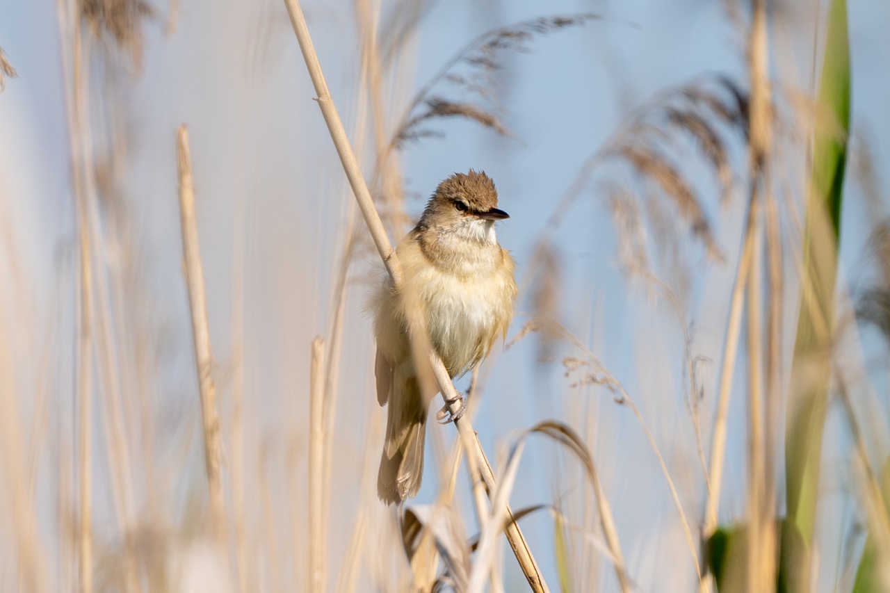 Discover the natural wonders of the Isle of Sheppey | Seaview Leysdown